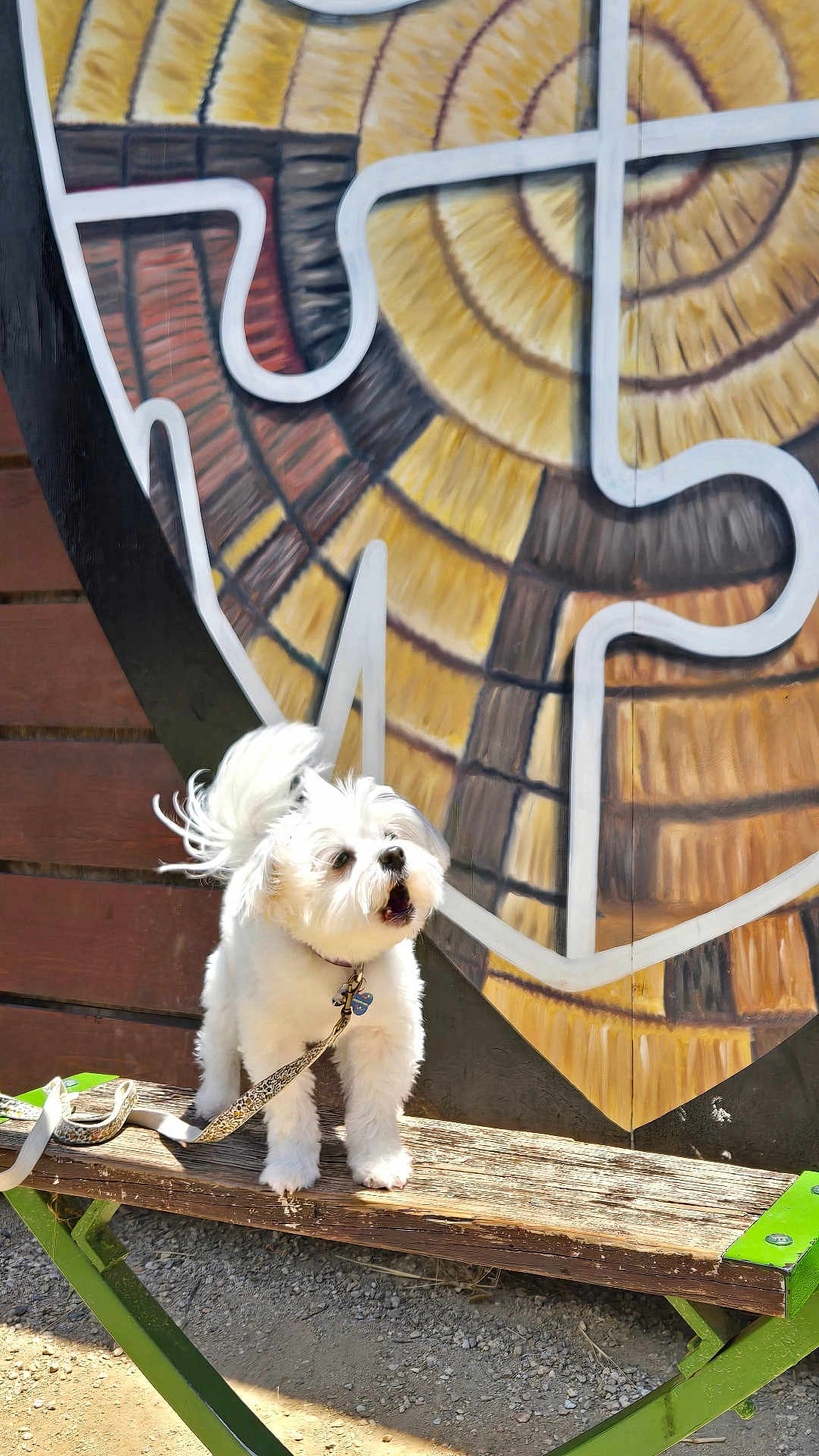Coco joined the competition — help win amazing prizes! dog, white_dog, bench, leash, outdoor, sunlight, mural, colorful_background, wood, pet, small_dog, furry, barking, animal, daylight, texture, playful, park, cute, standing