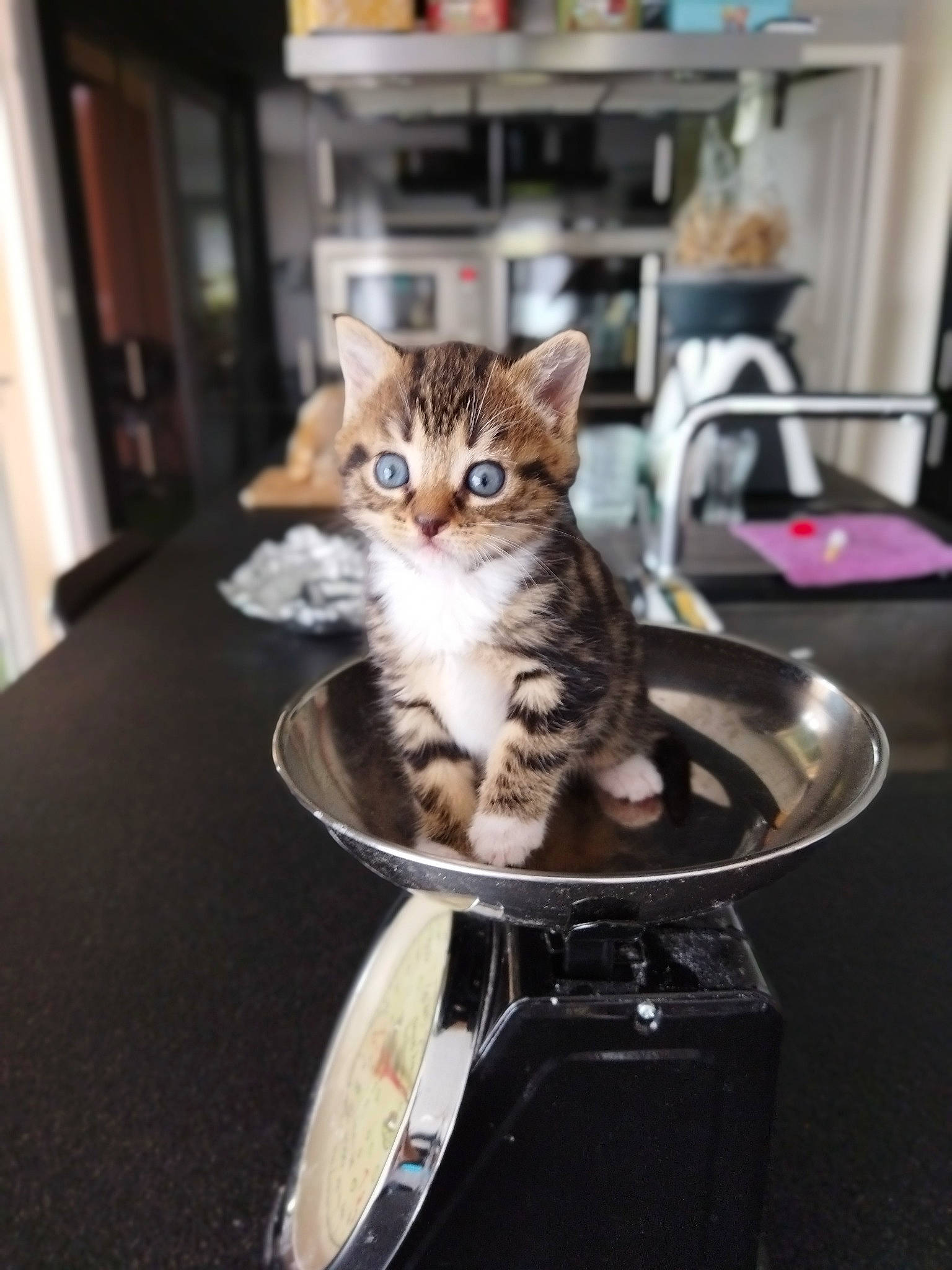 Suzie a rejoint le concours — aidez-le/la à gagner de superbes lots ! carnivore, cat, cat_supply, chair, cookware_and_bakeware, domestic_short_haired_cat, door, felidae, flooring, fur, hardwood, kitchen_appliance, room, shelf, shelving, sitting, small_to_medium_sized_cats, tail, whiskers, wood