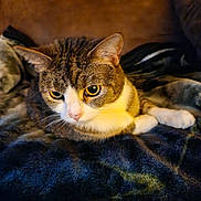 Bootsie is registered to the contest to win money with this photo: cat, tabby_cat, white_paws, pet, animal, portrait, indoors, couch, blanket, fuzzy_blanket, cozy, lounging, lying_down, brown_fur, white_fur, green_eyes, whiskers, ears, close_up, serious_expression