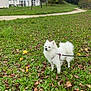 Tara a rejoint le concours — aidez-le/la à gagner de superbes lots ! dog, white_dog, pomeranian, grass, park, leash, autumn_leaves, trees, path, apartment_building, sky, outdoor, pet, canine, fluffy, harness, residential_area, bench, walking, small_dog