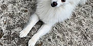 Tara a rejoint le concours — aidez-le/la à gagner de superbes lots ! dog, white_dog, pomeranian, fluffy, fur, pet, outdoor, concrete, pavement, paws, small_dog, portrait, looking_up, ears, nose, eyes, sitting, relaxed, cute, companion