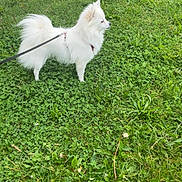 Tara participe au concours pour gagner de l'argent avec cette photo : dog, white_dog, small_dog, fluffy, pomeranian, pet, leash, harness, grass, lawn, outdoors, standing, profile_view, fur, yard, clover, nature, side_view, curious, companion