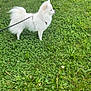 dog, white_dog, small_dog, fluffy, pomeranian, pet, leash, harness, grass, lawn, outdoors, standing, profile_view, fur, yard, clover, nature, side_view, curious, companion