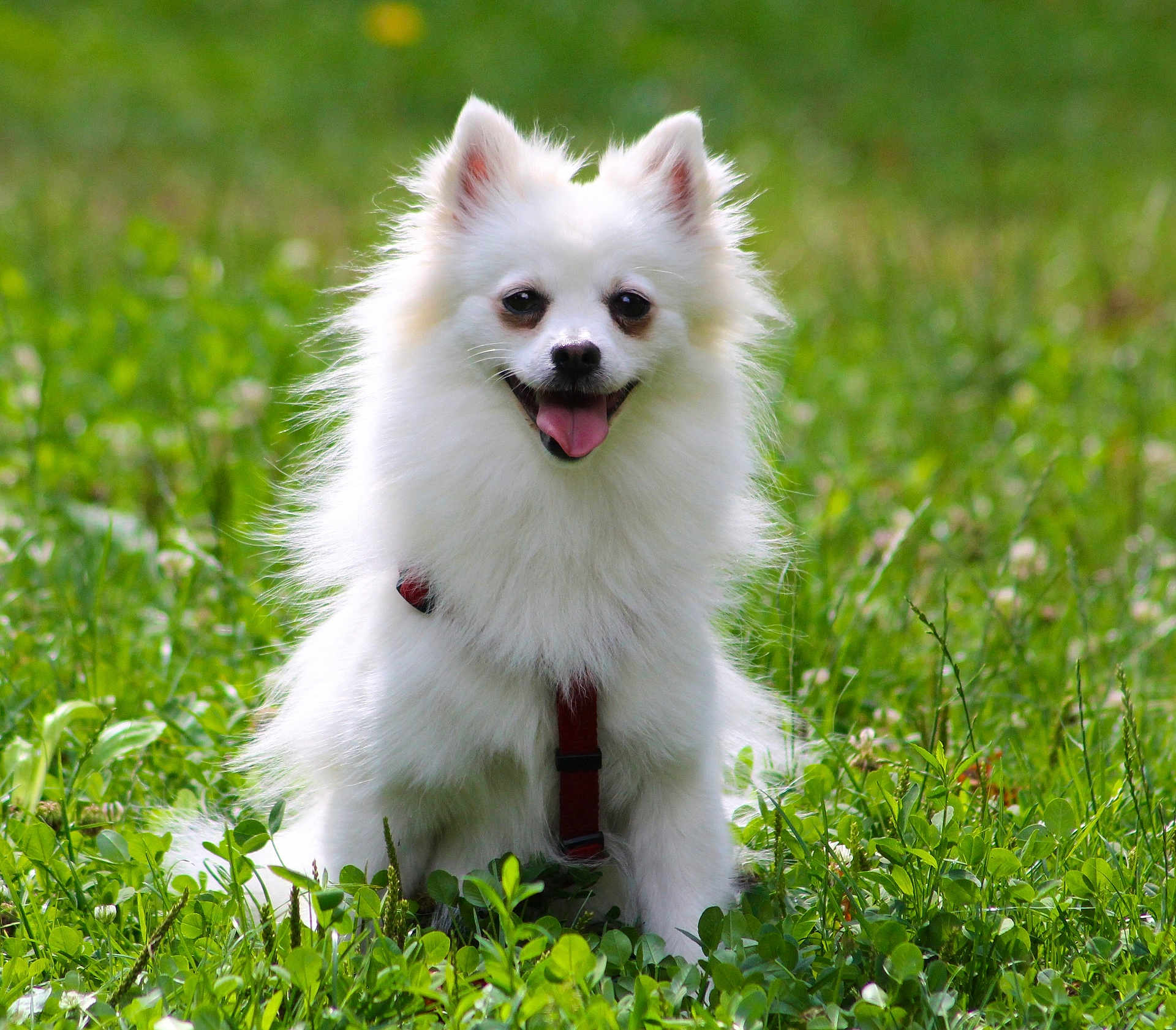 Tara participe au concours pour gagner de l'argent avec cette photo : dog, white_dog, fluffy, happy, tongue_out, ears_up, grass, greenery, outdoor, nature, pet, animal, sitting, playful, cute, small_dog, fur, collar, leash, daylight