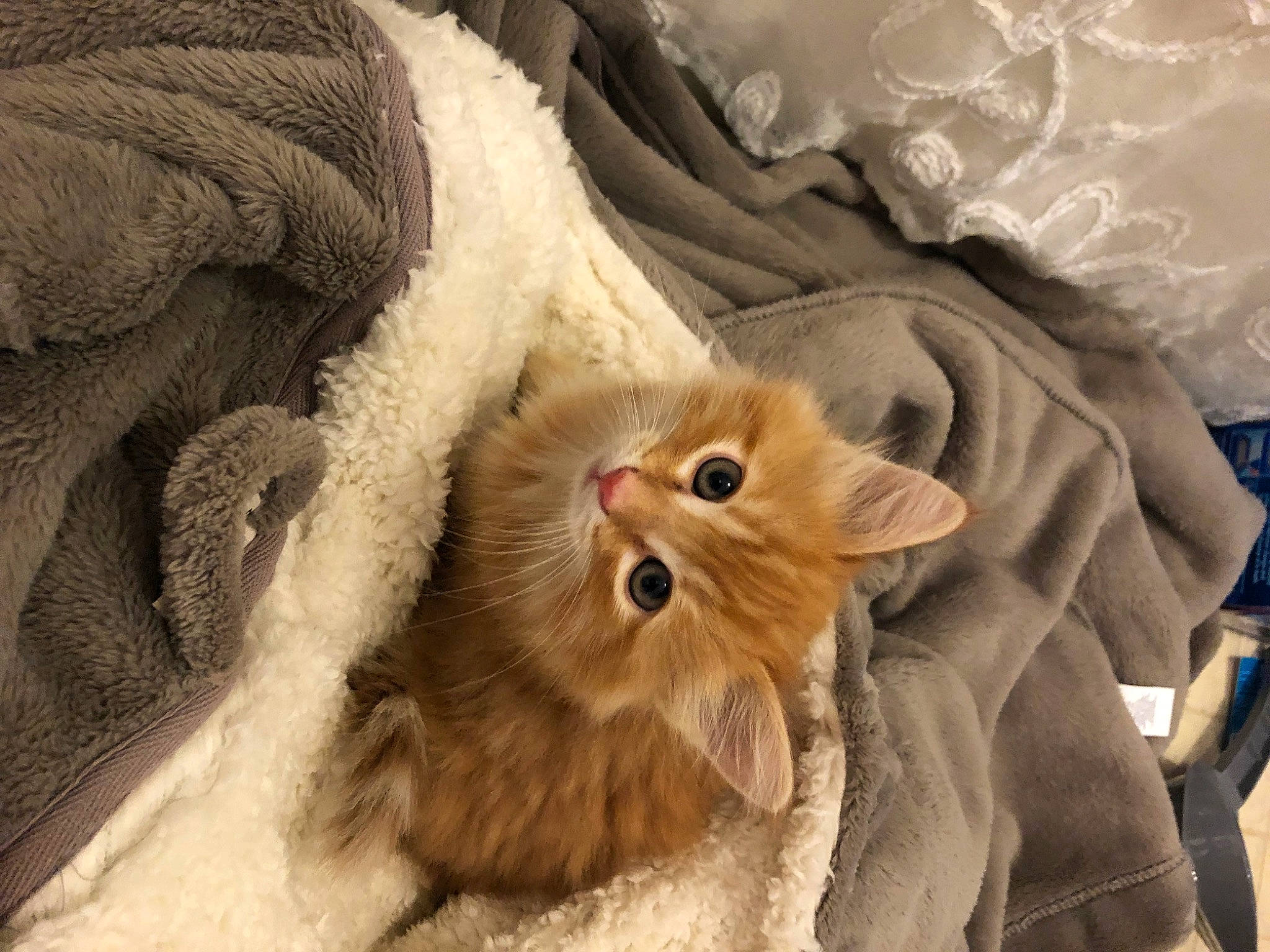 Finley is registered to the contest to win money with this photo: brown, carnivore, cat, claw, comfort, fawn, felidae, fur, paw, peach, small_to_medium_sized_cats, snout, tail, terrestrial_animal, textile, whiskers, wood