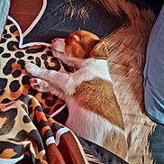 Milou participe au concours pour gagner de l'argent avec cette photo : puppy, dog, sleeping, bed, blanket, leopard_print, fur, cute, cozy, resting, indoor, animal, pet, young_dog, brown, white, soft, relaxation, comfort, sleep
