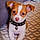 Milou