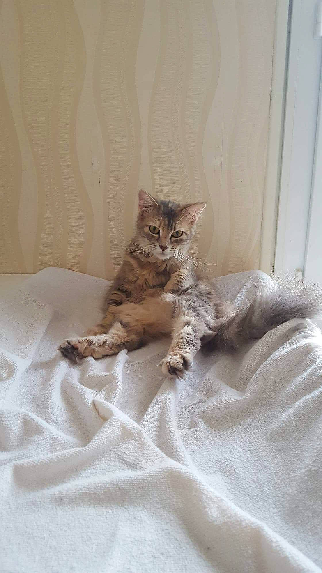 Zezette a rejoint le concours — aidez-le/la à gagner de superbes lots ! american_shorthair, asian, bed, british_semi_longhair, carnivore, cat, domestic_short_haired_cat, dragon_li, european_shorthair, felidae, fur, kitten, maine_coon, mammal, norwegian_forest_cat, pixie_bob, skin, small_to_medium_sized_cats, tabby_cat, whiskers