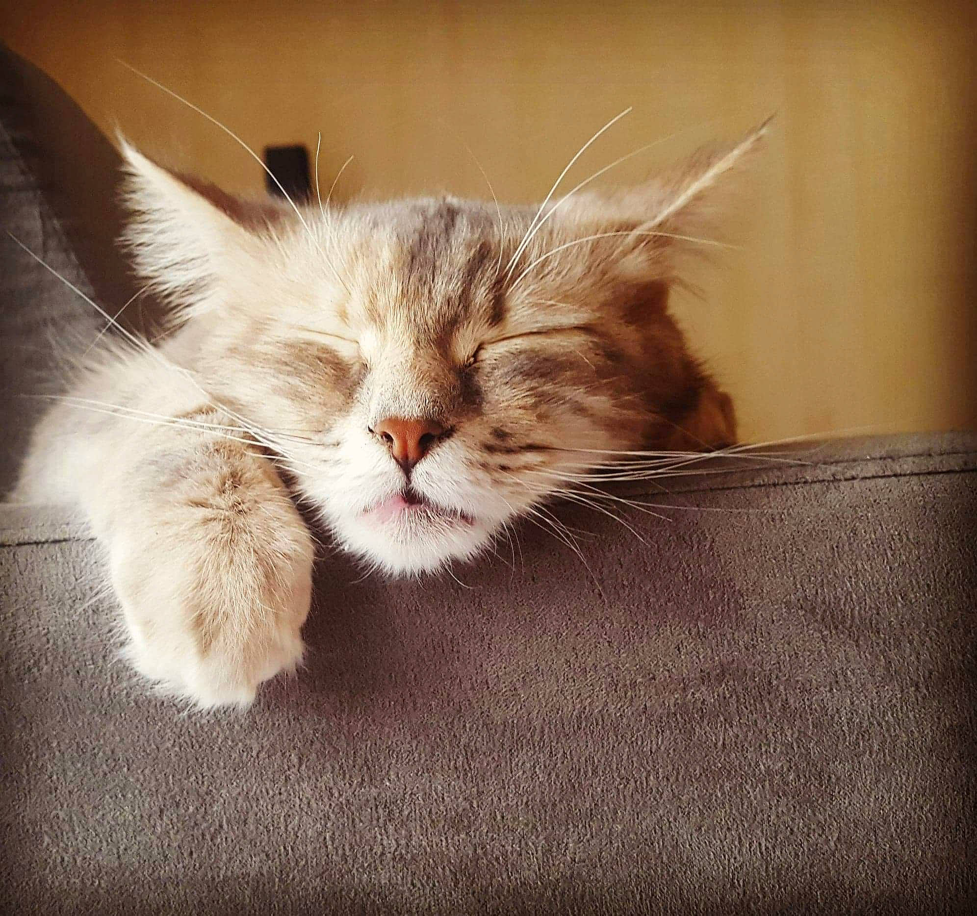 Zezette participe au concours pour gagner de l'argent avec cette photo : asian, carnivore, cat, ear, eye, fawn, felidae, fur, kitten, mammal, munchkin, nap, nose, paw, photo_caption, sky, small_to_medium_sized_cats, snout, tail, whiskers