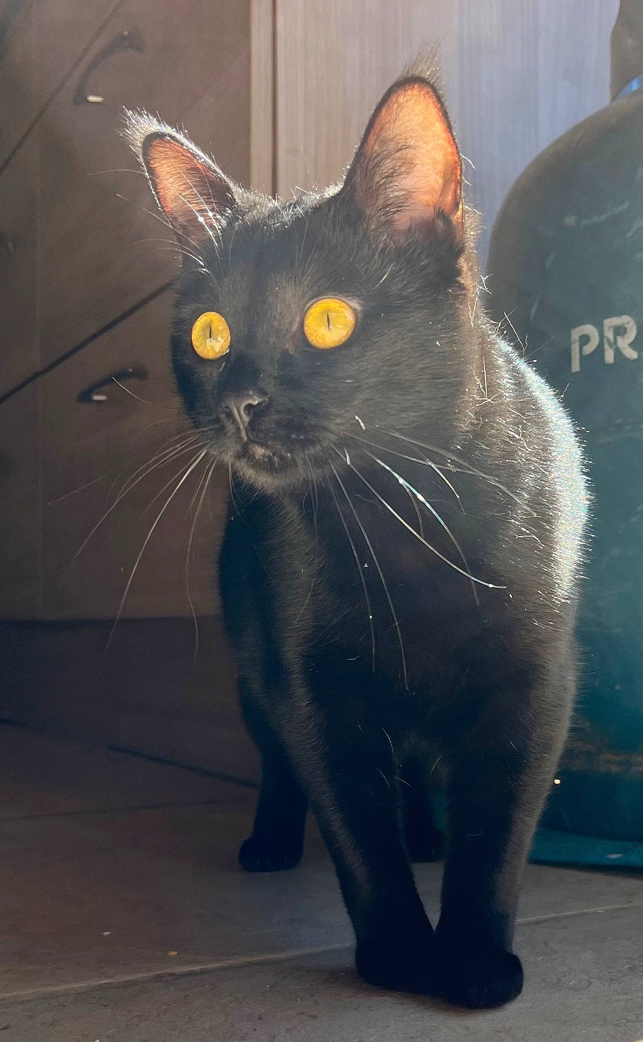 Juna a rejoint le concours — aidez-le/la à gagner de superbes lots ! black_cat, bombay, carnivore, cat, domestic_short_haired_cat, electric_blue, eye, felidae, foot, fur, grey, head, iris, paw, small_to_medium_sized_cats, snout, tail, terrestrial_animal, whiskers, window