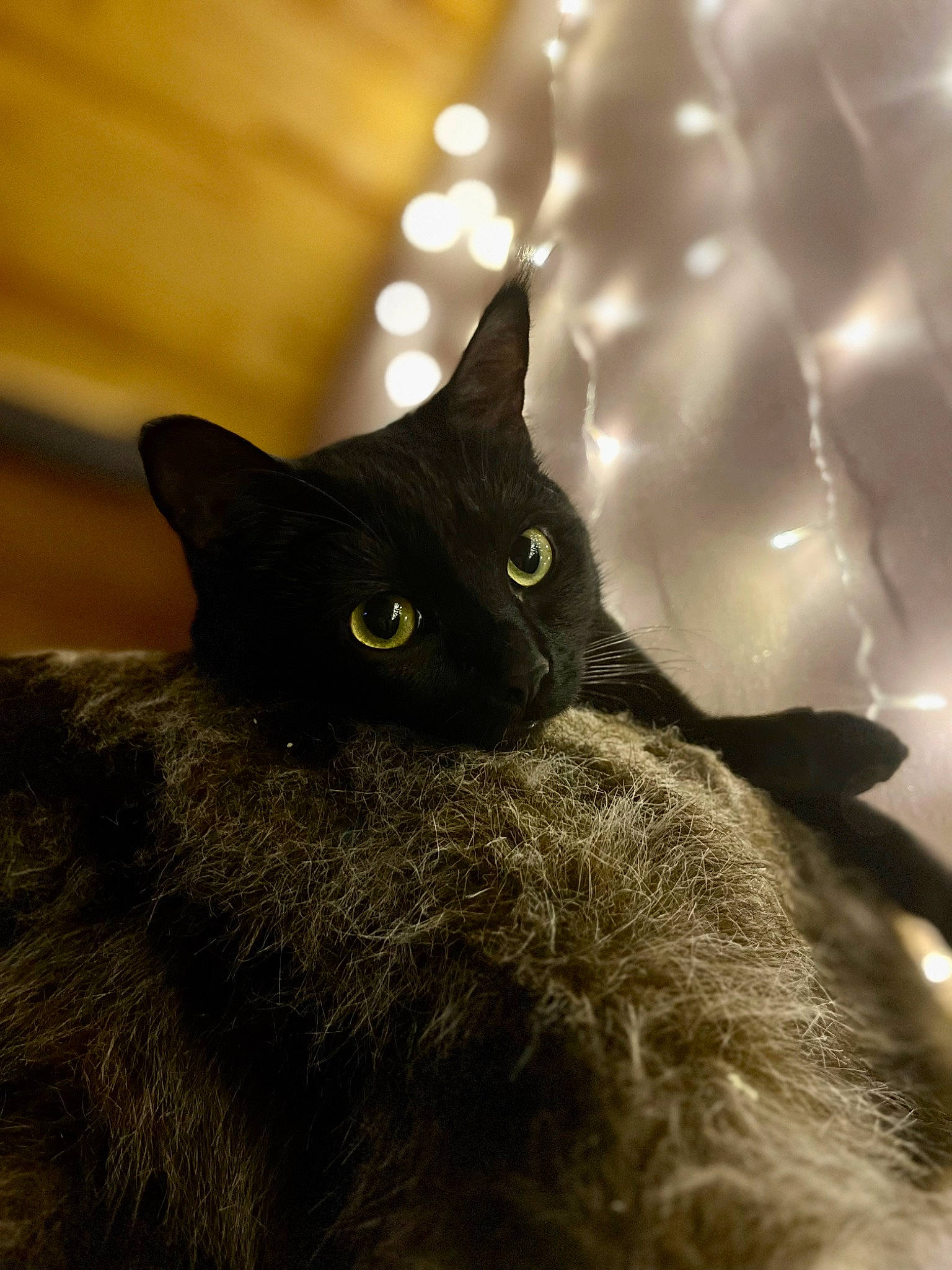 Juna participe au concours pour gagner de l'argent avec cette photo : black_cat, bombay, carnivore, cat, close_up, domestic_short_haired_cat, felidae, fur, havana_brown, small_to_medium_sized_cats, snout, terrestrial_animal, tints_and_shades, whiskers