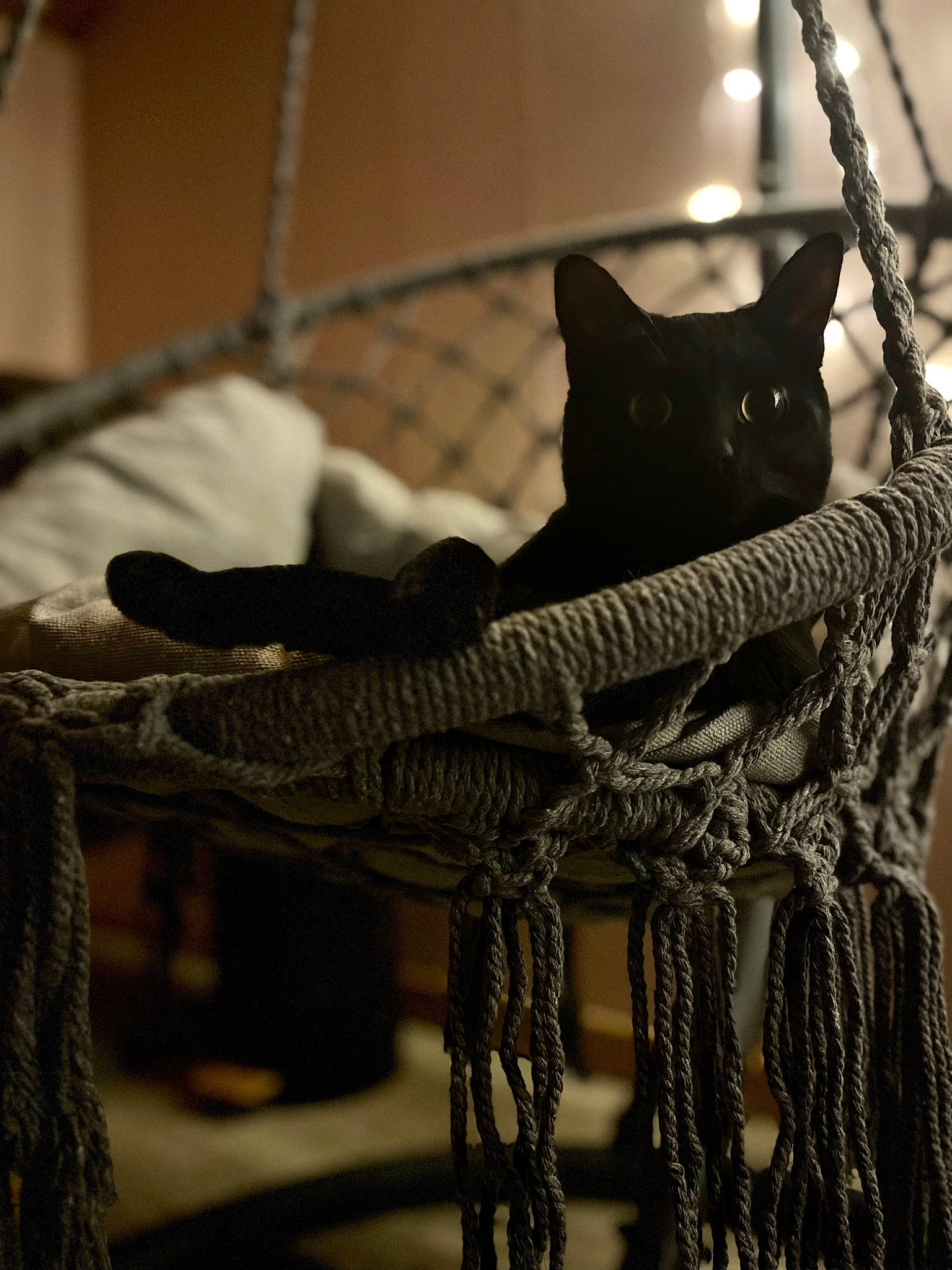 Juna a rejoint le concours — aidez-le/la à gagner de superbes lots ! art, fashion_accessory, felidae, fur, grey, metal, monochrome, pattern, rope, small_to_medium_sized_cats, snout, tail, thread, tree, twig, vertebrate, whiskers, wood, wool, woolen