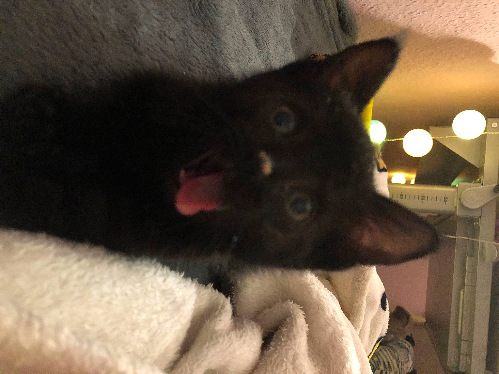 Juna a rejoint le concours — aidez-le/la à gagner de superbes lots ! black_cat, bombay, carmine, carnivore, cat, claw, comfort, domestic_short_haired_cat, ear, felidae, fur, paw, small_to_medium_sized_cats, tail, whiskers