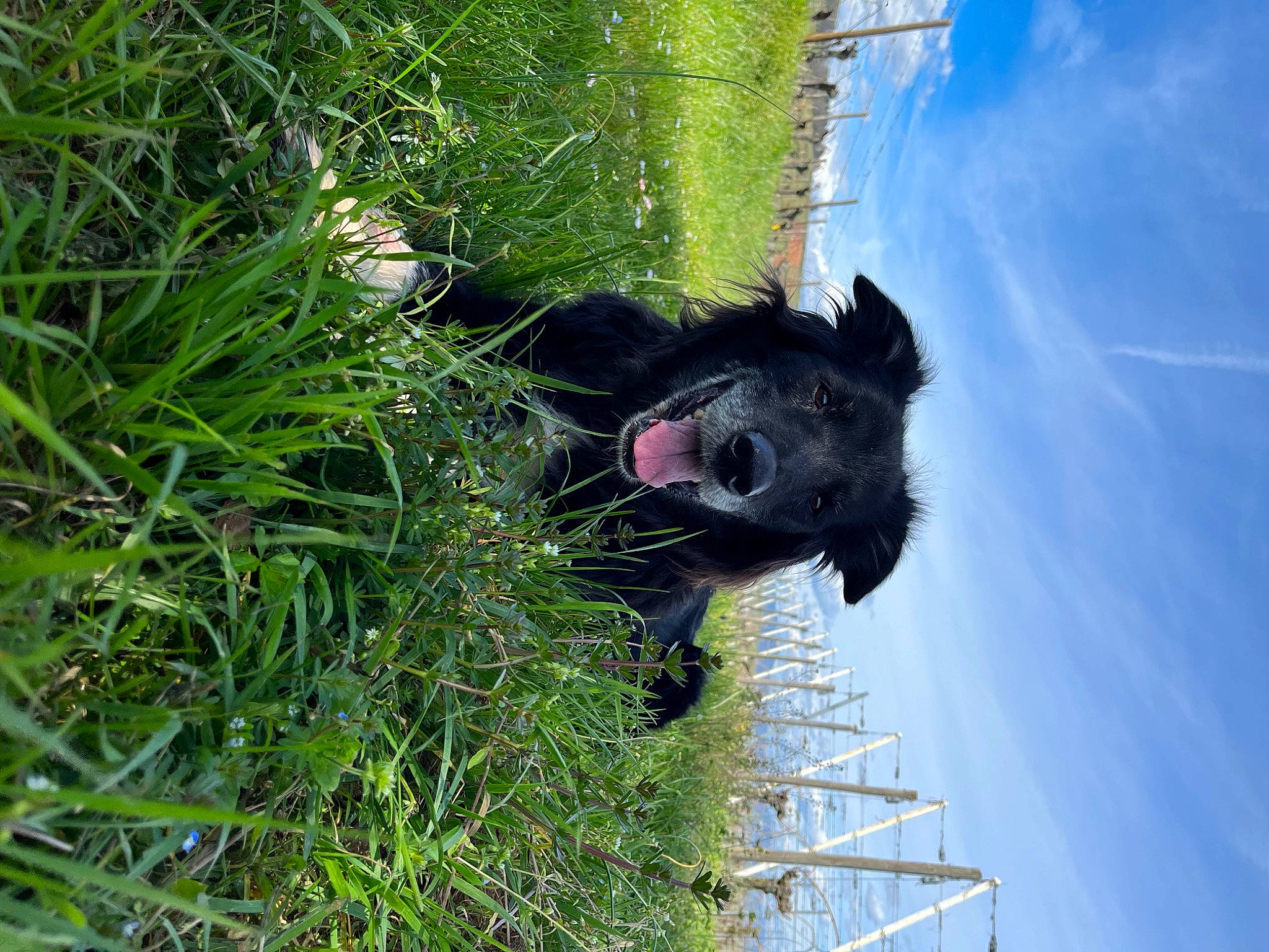 Scotch a rejoint le concours — aidez-le/la à gagner de superbes lots ! canidae, carnivore, cloud, dog, dog_breed, grass, groundcover, plant, shrub, sky, sporting_group, terrestrial_plant, tree, water, wetland, window, working_animal