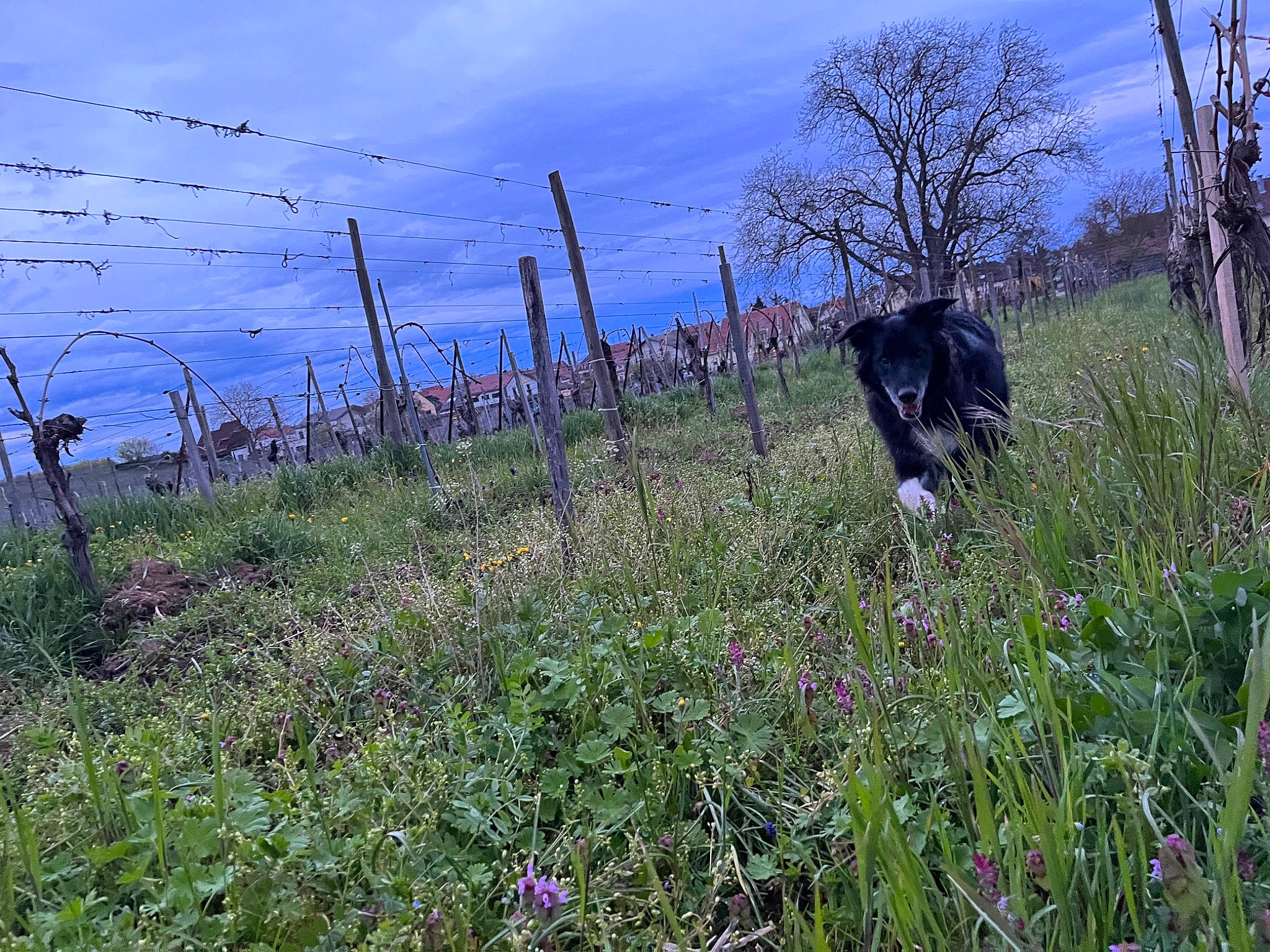 Scotch participe au concours pour gagner de l'argent avec cette photo : agriculture, cloud, fence, field, flower, grass, grassland, groundcover, land_lot, landscape, meadow, natural_landscape, plant, prairie, rural_area, shrub, sky, slope, tree, wire_fencing