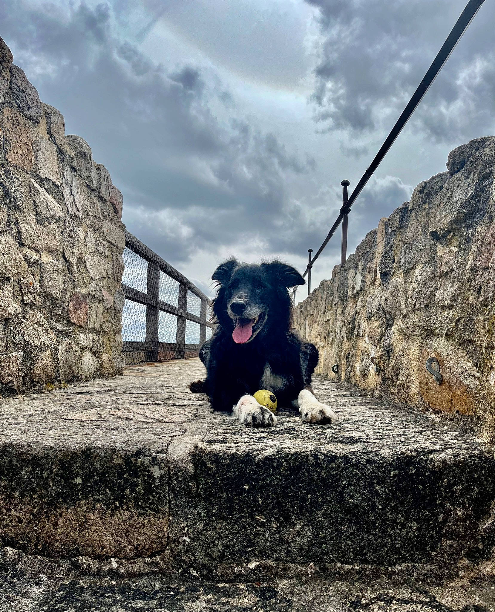 Scotch a rejoint le concours — aidez-le/la à gagner de superbes lots ! adventure, automotive_tire, canidae, carnivore, cloud, dog, dog_breed, electric_blue, landscape, leisure, plant, rock, shadow, sky, snout, sporting_group, tints_and_shades, tree, wood, working_animal