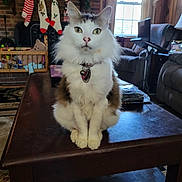 Avi is registered to the contest to win money with this photo: animal, brown, cat, chair, christmas_stockings, coffee_table, collar, curious, curtains, decorations, fluffy, garland, heart_tag, indoor, living_room, pet, sofa, white, window, wooden_furniture