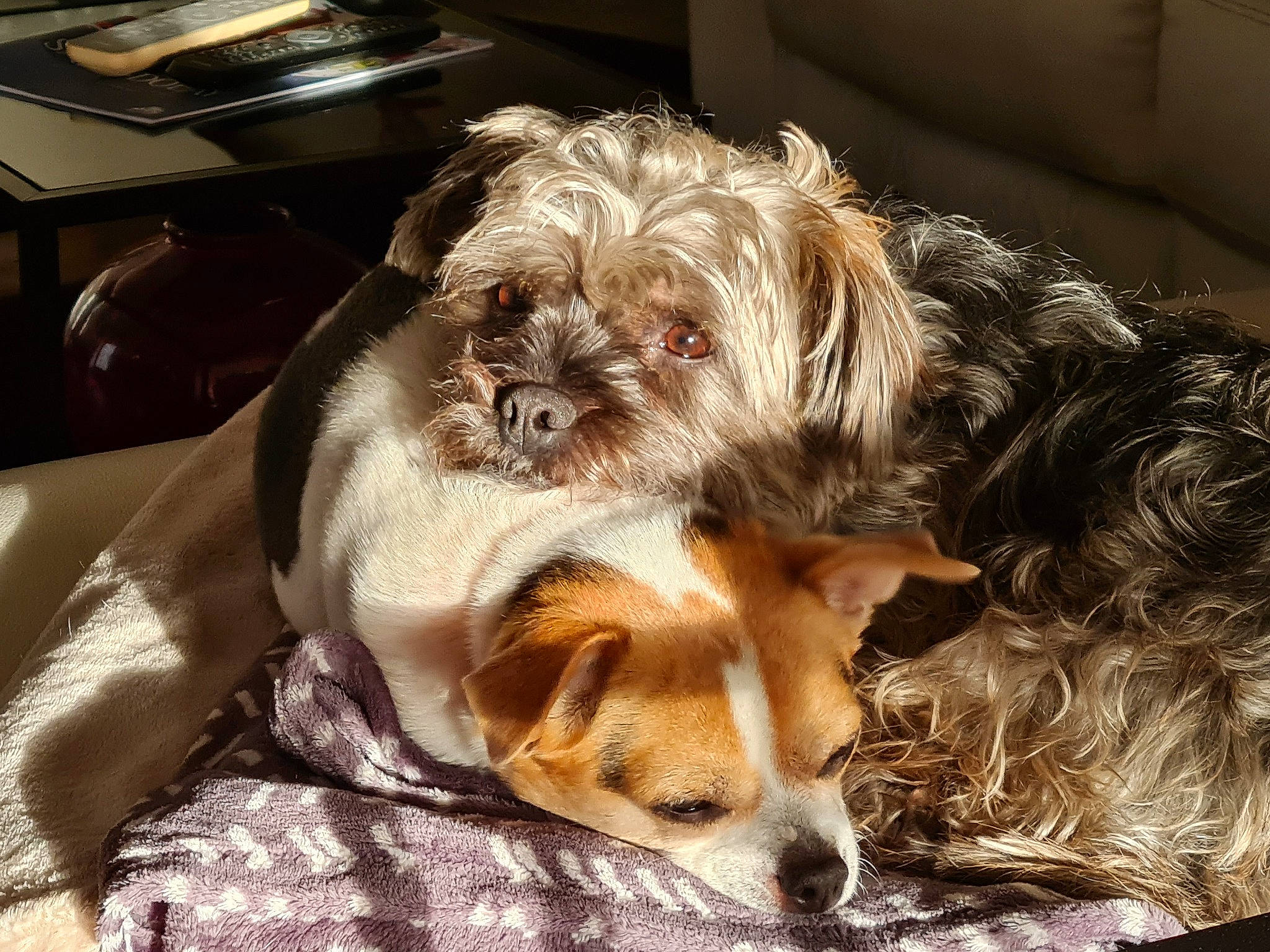 Rita participe au concours pour gagner de l'argent avec cette photo : canidae, carnivore, chair, comfort, companion_dog, dog, dog_breed, dog_supply, fawn, fur, kitchen_appliance, kitchen_utensil, liver, small_terrier, snout, sporting_group, terrier, toy_dog, whiskers, working_animal