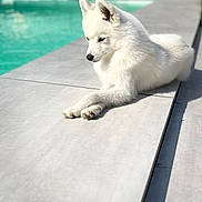 Yumi participe au concours pour gagner de l'argent avec cette photo : animal, calm, canine, contemplative, daylight, dog, fur, leisure, nature, outdoor, pet, poolside, quiet, relaxing, shadow, sidewalk, summer, sunlight, water, white_dog