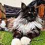 Topaze participe au concours pour gagner de l'argent avec cette photo : cat, long_hair, fluffy, white_paws, green_eyes, artificial_grass, wooden_furniture, cushions, indoor, pet, relaxed, resting, close_up, portrait, whiskers, black_fur, white_fur, feline, animal, cozy