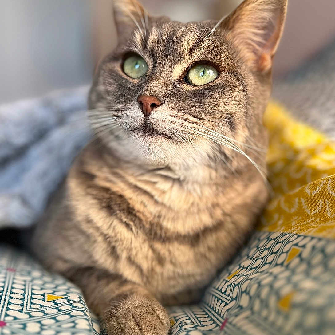 Minette a rejoint le concours — aidez-le/la à gagner de superbes lots ! animal, blanket, cat, close_up, cute, domestic_cat, feline, fur, green_eyes, indoor, mammal, pattern, paw, pet, portrait, relaxed, resting, soft_focus, tabby, whiskers