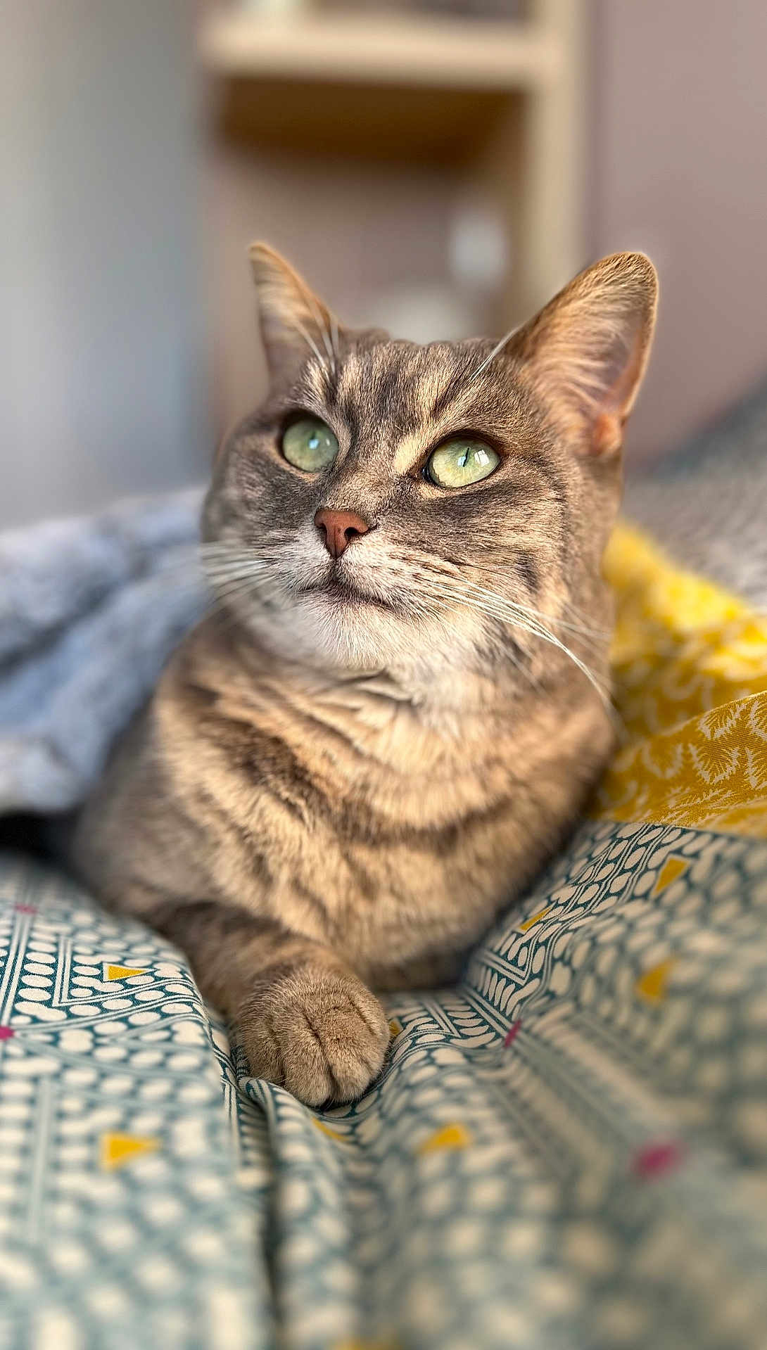 Minette