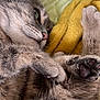 Minette a rejoint le concours — aidez-le/la à gagner de superbes lots ! cat, tabby, close_up, paws, fur, whiskers, nose, blanket, yellow, soft, relaxation, sleepy, cute, pet, animal, indoor, cozy, feline, resting, portrait