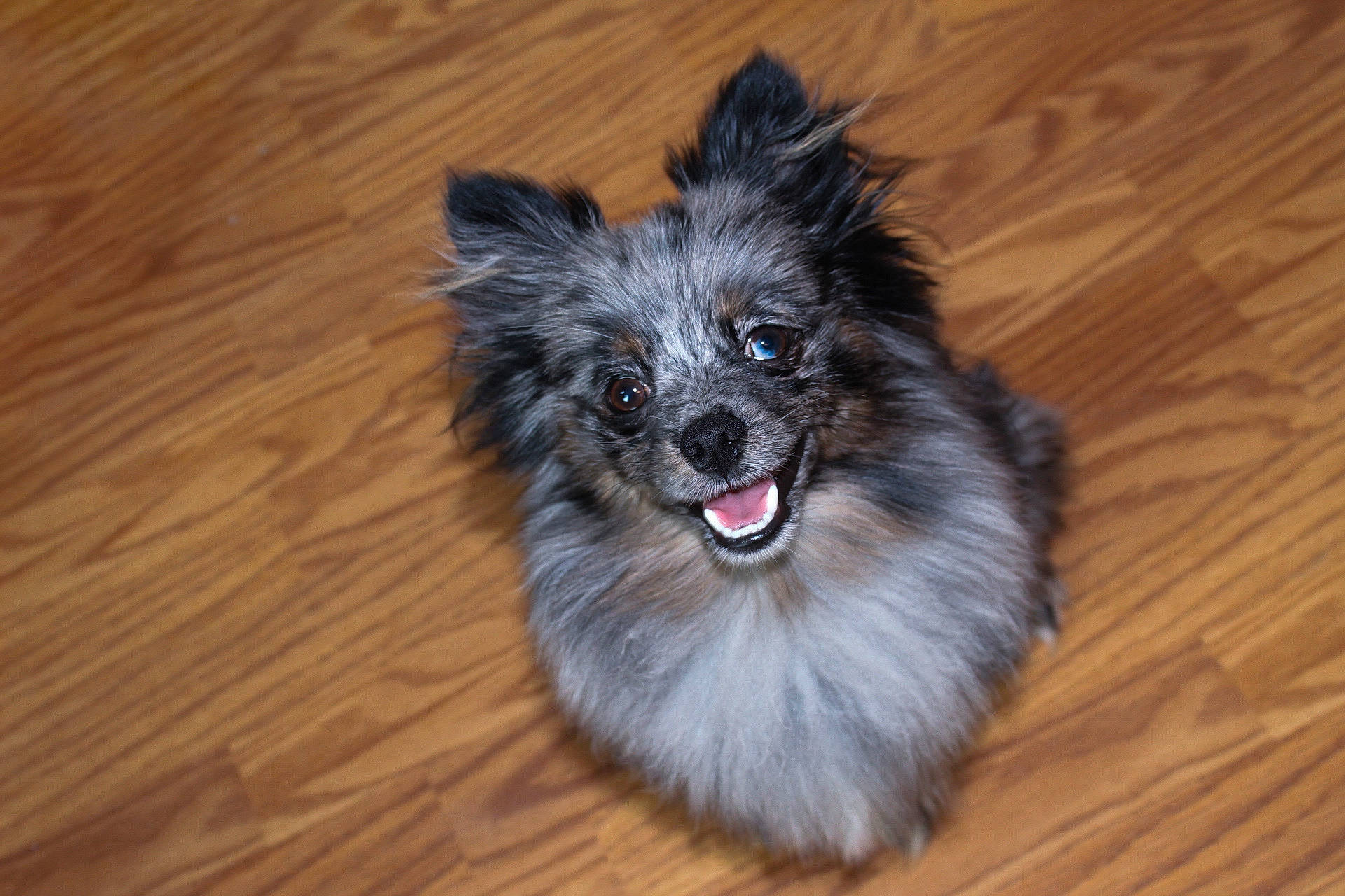 Forrest is registered to the contest to win money with this photo: canidae, carnivore, companion_dog, dog, dog_breed, dog_supply, flooring, fur, hardwood, paw, plank, snout, sporting_group, toy_dog, varnish, whiskers, wood, wood_stain, working_animal, working_dog