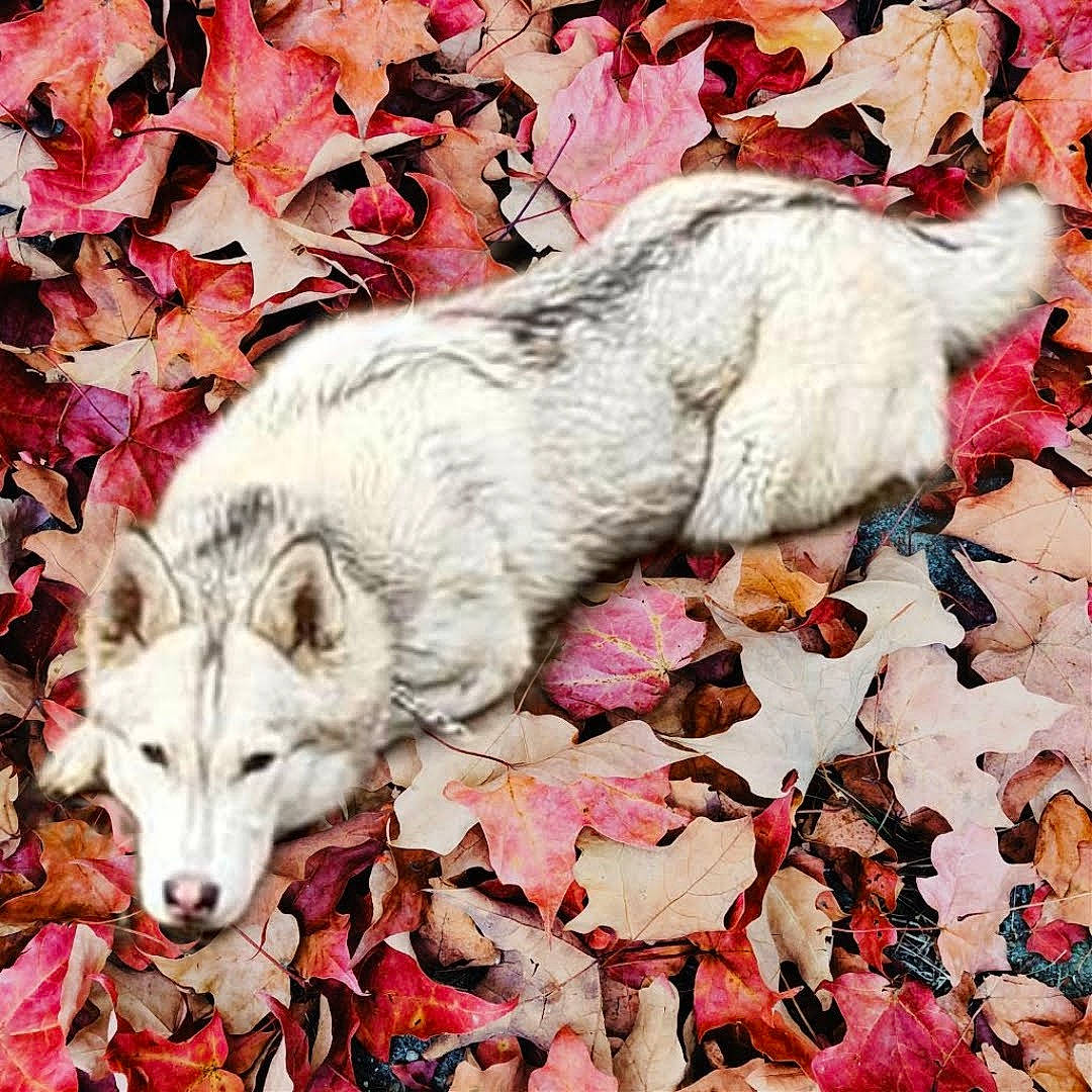 Kitta joined the competition — help win amazing prizes! ancient_dog_breeds, art, autumn, canidae, canis, carnivore, companion_dog, deciduous, dog, dog_breed, fawn, fur, groundcover, plant, tail, terrestrial_animal, wildlife, wolf