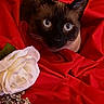 cat, siamese_cat, blue_eyes, red_fabric, rose, white_flower, flower_bud, pet, animal, closeup, portrait, fur, whiskers, indoor, cozy, soft_texture, still_life, nature, cute, curious