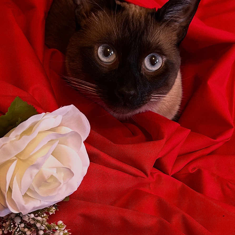 Sansa is registered to the contest to win money with this photo: cat, siamese_cat, blue_eyes, red_fabric, rose, white_flower, flower_bud, pet, animal, closeup, portrait, fur, whiskers, indoor, cozy, soft_texture, still_life, nature, cute, curious