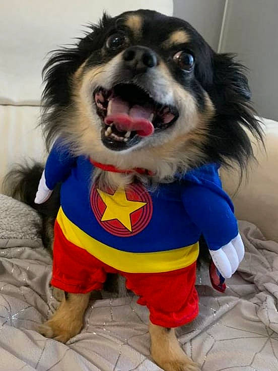 Kinou participe au concours pour gagner de l'argent avec cette photo : canidae, carnivore, companion_dog, dog, dog_breed, dog_supply, electric_blue, fictional_character, fun, fur, smile, snout, sporting_group, whiskers, working_dog