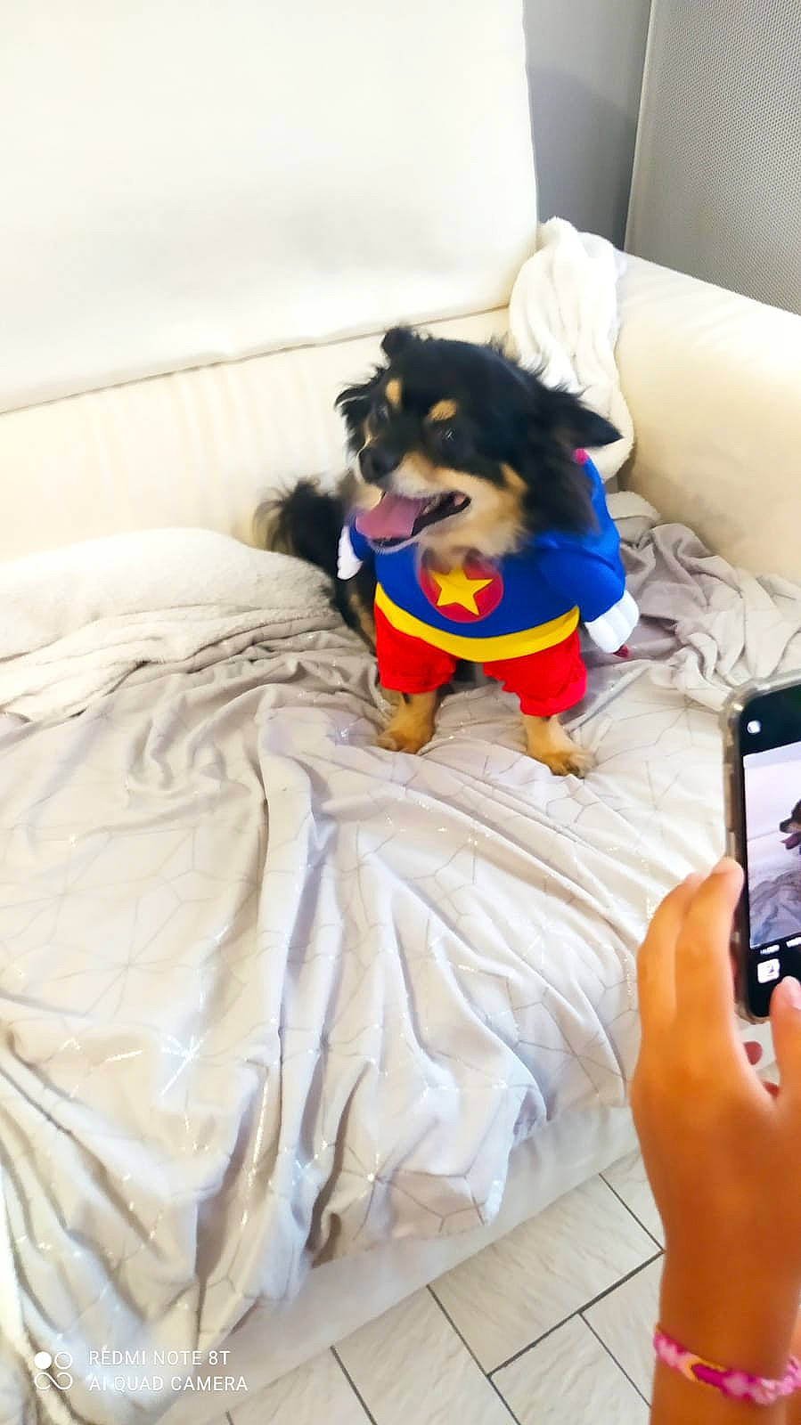 Kinou a rejoint le concours — aidez-le/la à gagner de superbes lots ! carnivore, comfort, communication_device, companion_dog, couch, dog, dog_breed, eyewear, flooring, fun, goggles, human_leg, linens, mobile_phone, pillow, portable_communications_device, stuffed_toy, sunglasses, textile, toy