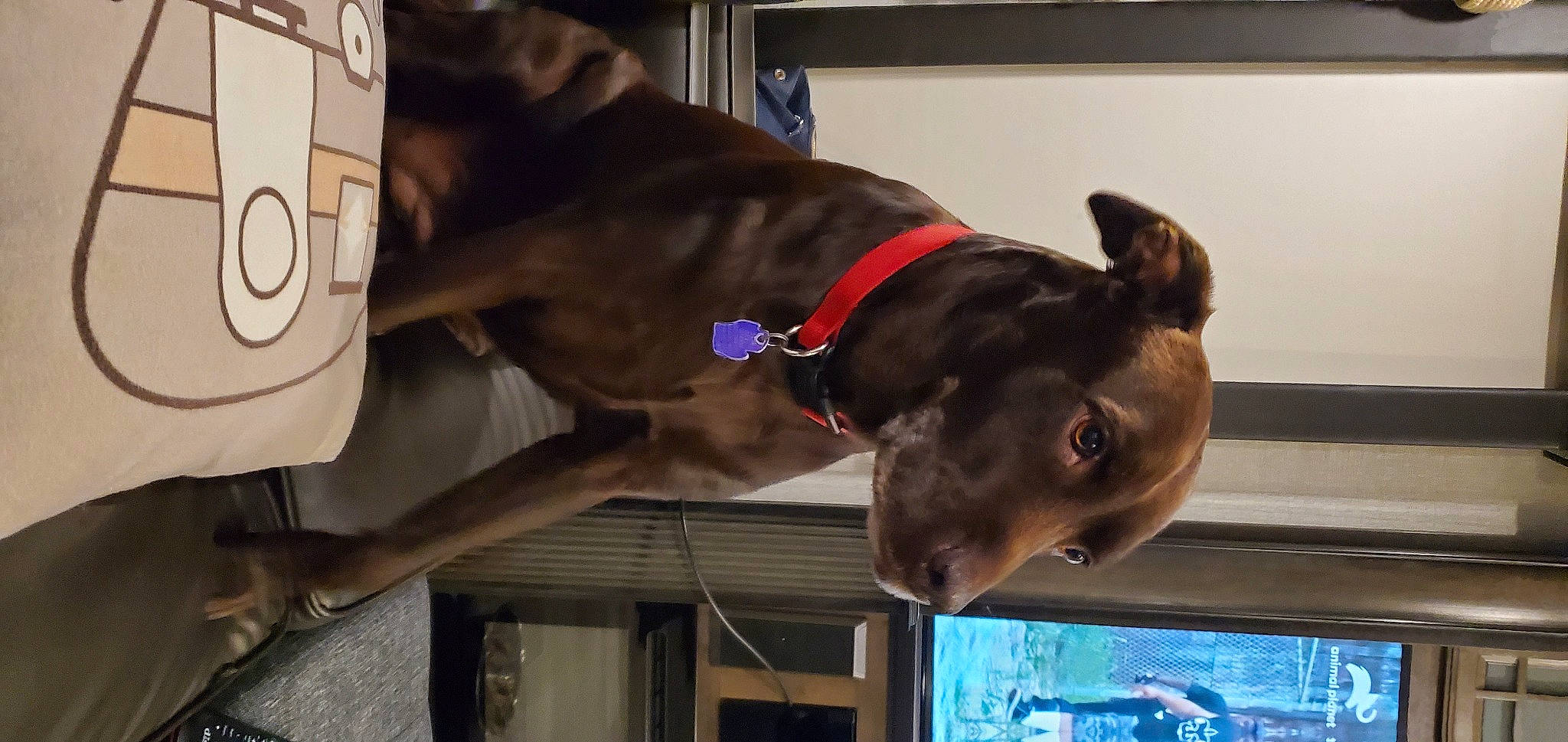 Chloe is registered to the contest to win money with this photo: canidae, carnivore, dog, dog_breed, ear, fawn, greyhound, guard_dog, sporting_group, weimaraner