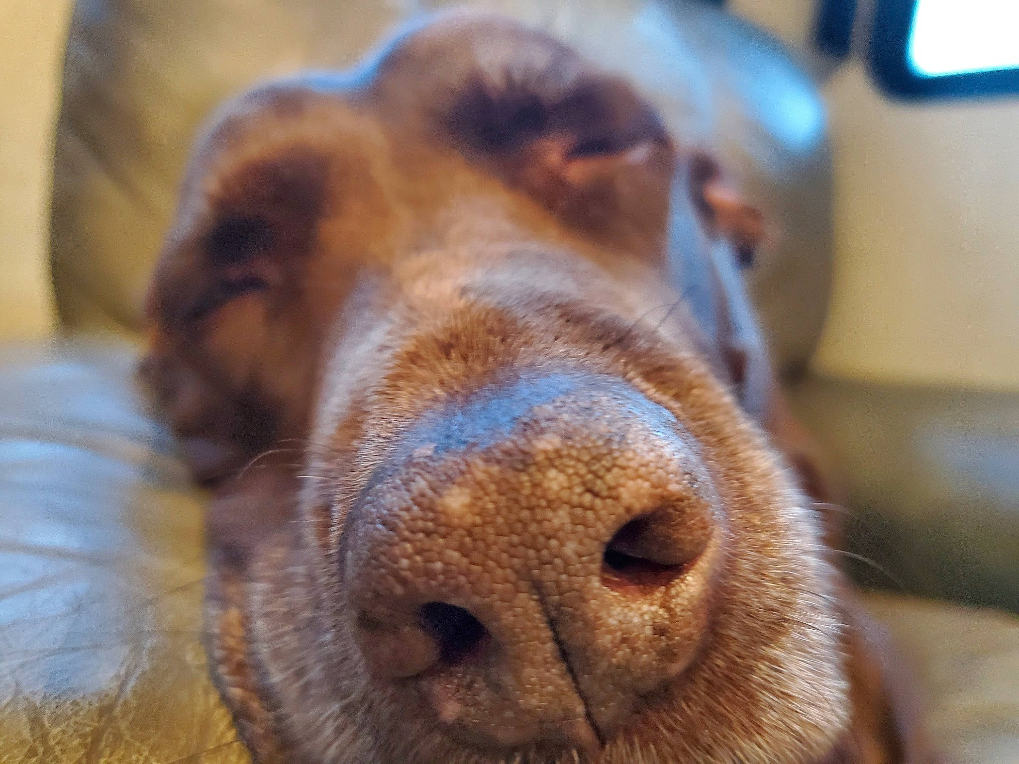 Chloe is registered to the contest to win money with this photo: canidae, carnivore, close_up, dog, dog_breed, eye, fur, mammal, nose, photography, snout, spaniel, sporting_group, whiskers