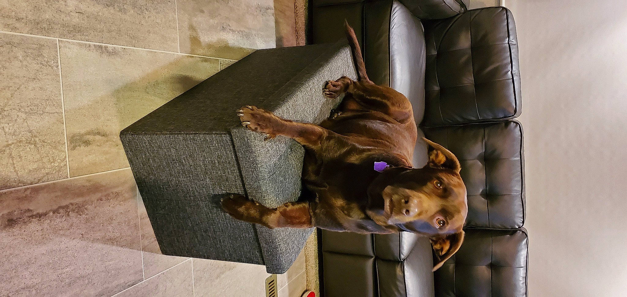 Chloe joined the competition — help win amazing prizes! canidae, carnivore, dog, dog_breed, fawn, guard_dog, liver, snout, sporting_group