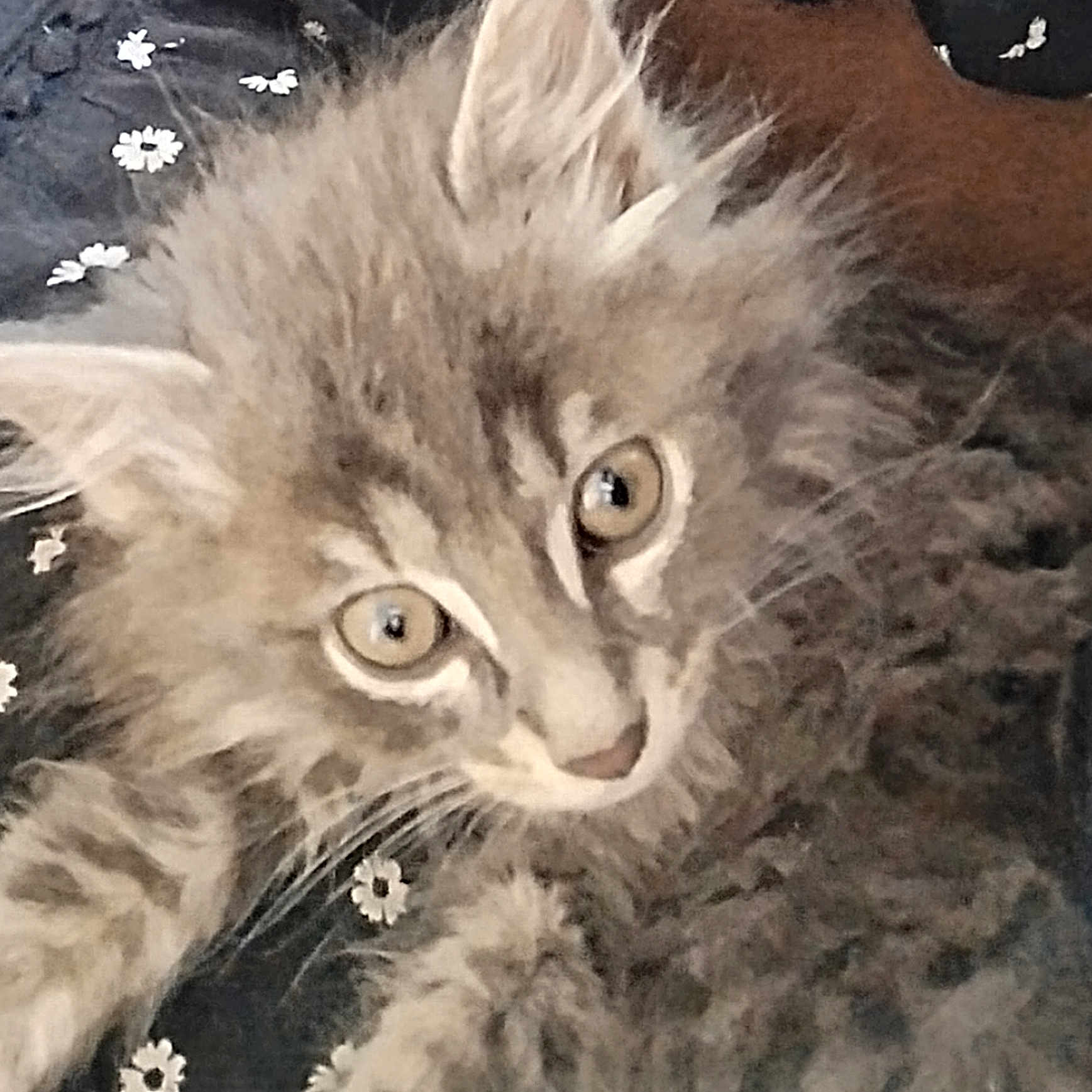 Milo participe au concours pour gagner de l'argent avec cette photo : animal, cat, close_up, curious, cute, eyes, fabric, face, feline, fluffy, fur, indoor, kitten, mammal, pattern, pet, resting, soft, whiskers, young