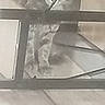 cat, tabby_cat, metal_railing, floor, indoor, pet, animal, curious, peeking, feline, blur, grainy, home, floor_tiles, whiskers, ears, eyes, vertical_bars, shadow, background