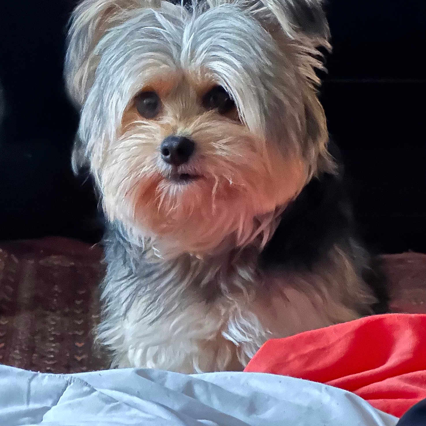 Lou Bekhira participe au concours pour gagner de l'argent avec cette photo : animal, bed, blanket, calm, companion, cozy, cute, cute_pet, dog, domestic_animal, expression, fluffy, fur, indoor, looking, mammal, pet, resting, sitting, small_dog