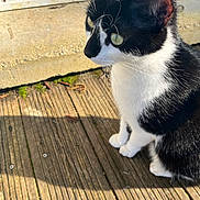Felix a rejoint le concours — aidez-le/la à gagner de superbes lots ! cat, tuxedo_cat, black_and_white, whiskers, green_eyes, outdoor, wooden_deck, sunlit, pet, feline, portrait, close_up, paws, sitting, fur, side_profile, curious, sunlight_shadow, doorstep, concrete