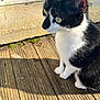 cat, tuxedo_cat, black_and_white, whiskers, green_eyes, outdoor, wooden_deck, sunlit, pet, feline, portrait, close_up, paws, sitting, fur, side_profile, curious, sunlight_shadow, doorstep, concrete