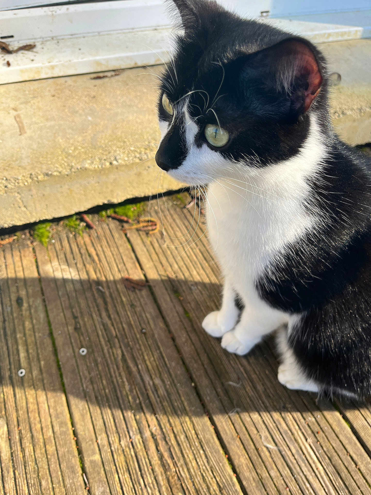 Felix a rejoint le concours — aidez-le/la à gagner de superbes lots ! cat, tuxedo_cat, black_and_white, whiskers, green_eyes, outdoor, wooden_deck, sunlit, pet, feline, portrait, close_up, paws, sitting, fur, side_profile, curious, sunlight_shadow, doorstep, concrete