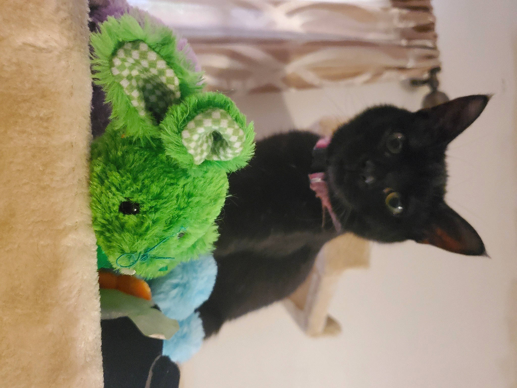 Luna joined the competition — help win amazing prizes! canidae, carnivore, dog, dog_breed, german_shepherd_dog, green, stuffed_toy, tail, textile, wool