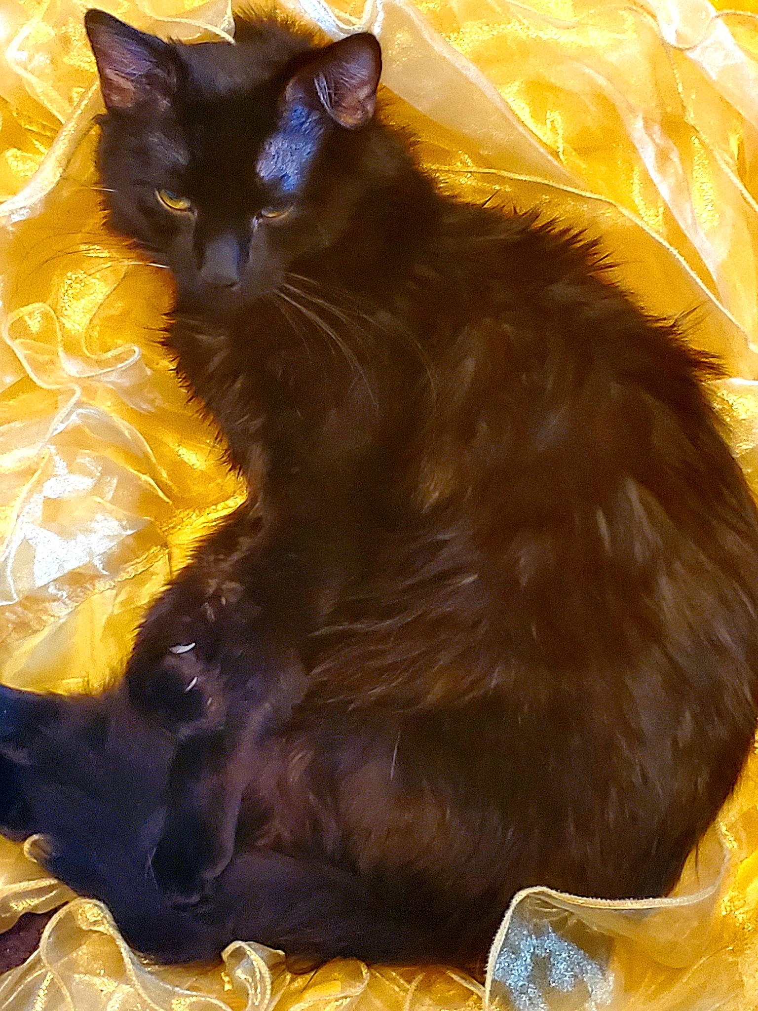 Salem joined the competition — help win amazing prizes! asian, black_cat, bombay, burmese, carnivore, cat, domestic_long_haired_cat, felidae, havana_brown, nebelung, small_to_medium_sized_cats, whiskers