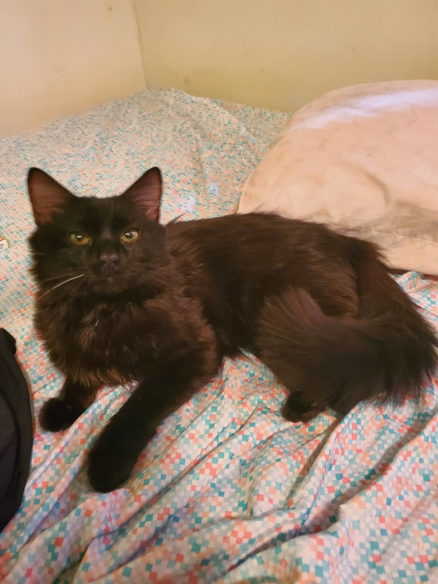 Salem joined the competition — help win amazing prizes! asian, black_cat, bombay, burmese, carnivore, cat, domestic_long_haired_cat, fawn, felidae, fur, kitten, mammal, small_to_medium_sized_cats, vertebrate, whiskers