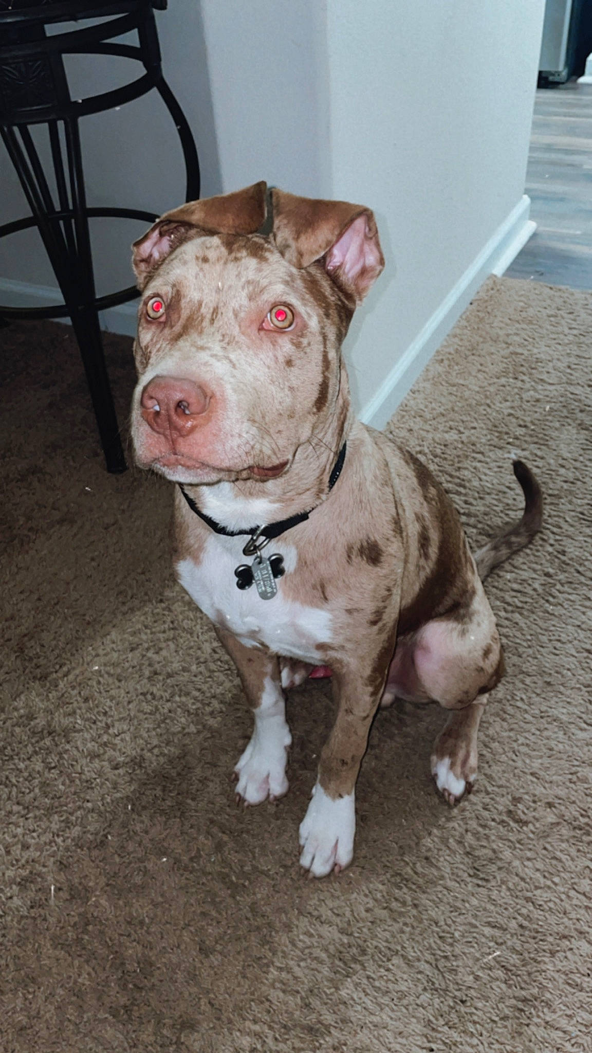 Puma joined the competition — help win amazing prizes! carnivore, chair, companion_dog, dog, dog_breed, fawn, non_sporting_group, pet_supply, snout, sporting_group, terrestrial_animal, working_animal