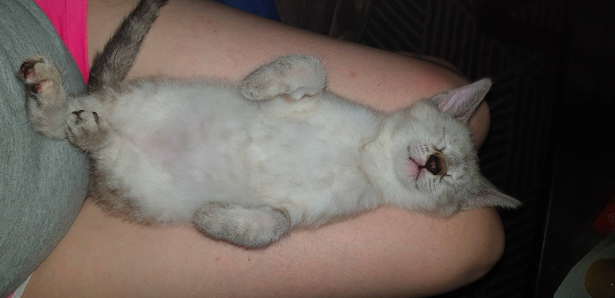 Cookie participe au concours pour gagner de l'argent avec cette photo : carnivore, cat, claw, comfort, domestic_short_haired_cat, fawn, felidae, foot, fur, nail, nap, paw, sleep, small_to_medium_sized_cats, snout, tail, toe, whiskers