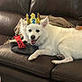 dog, white_dog, pet, crown, party_hat, birthday, toy, couch, leather_couch, blanket, happy, smile, sitting, indoors, fur, muzzle, ears, paw, collar, living_room