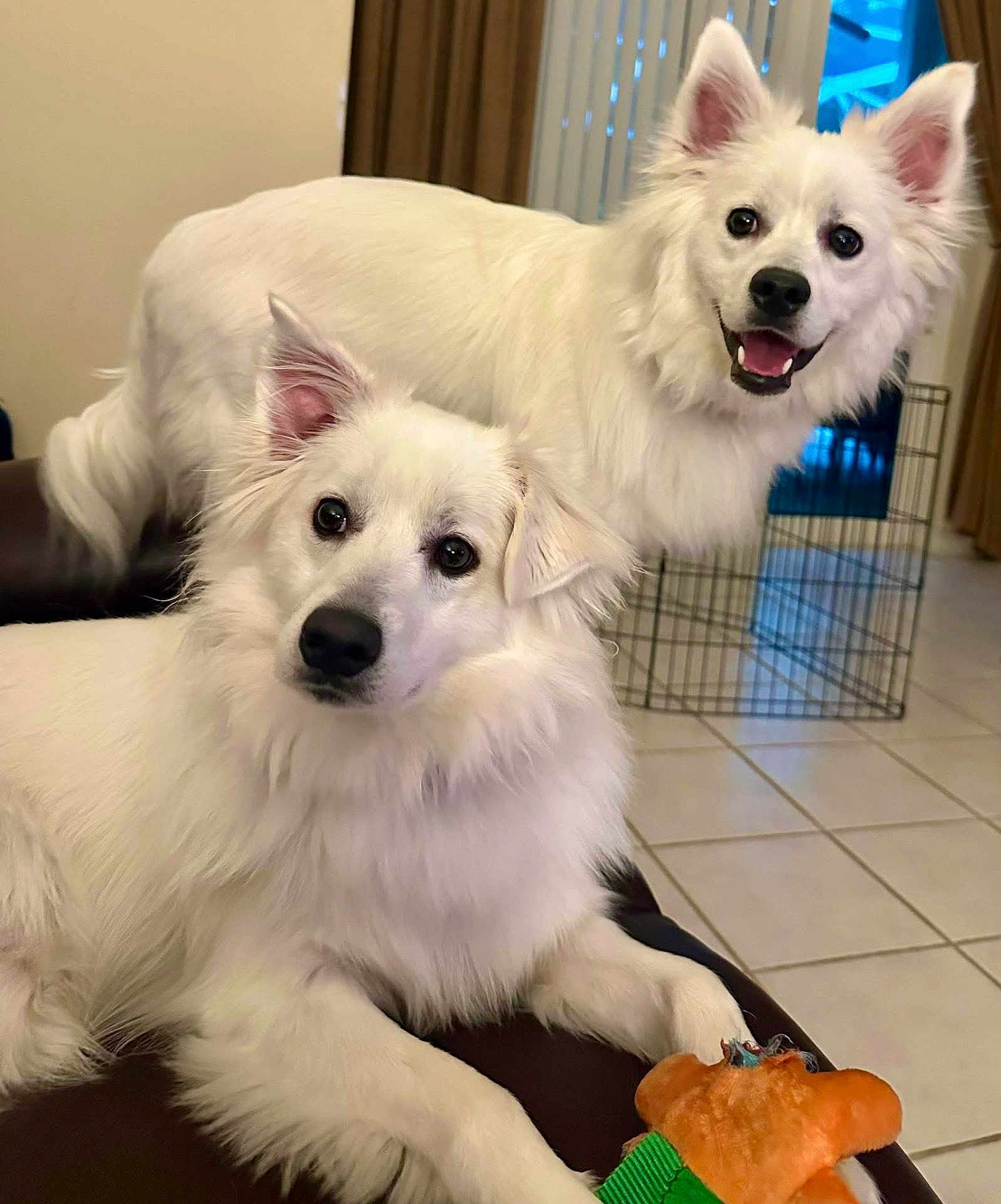 Bubba And Titus joined the competition — help win amazing prizes! dog, white_dog, two_dogs, pet, indoor, living_room, tile_floor, dog_toy, plush_toy, fluffy, smiling, portrait, close_up, ears, black_nose, dark_eyes, crate, sofa, curtains, cute