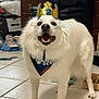 Bubba And Titus is registered to the contest to win money with this photo: dog, white_dog, crown, bandana, smiling, teeth, tongue, pet, indoor, tiled_floor, chair, drawer, shoes, happy, fur, birthday, toy, food_bowl, portrait, home